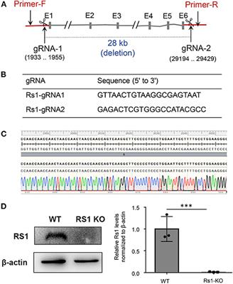 Longitudinal Photoreceptor Phenotype Observation and Therapeutic Evaluation of a Carbonic Anhydrase Inhibitor in a X-Linked Retinoschisis Mouse Model